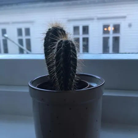 Appartement Ym40